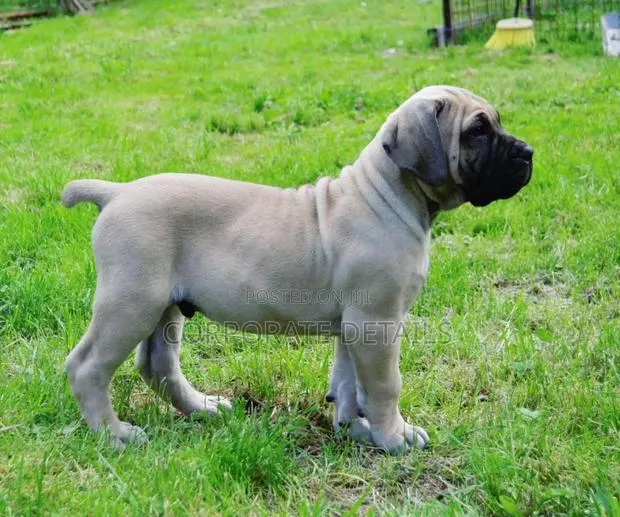 1-3 months Male Purebred Boerboel · Photo 1