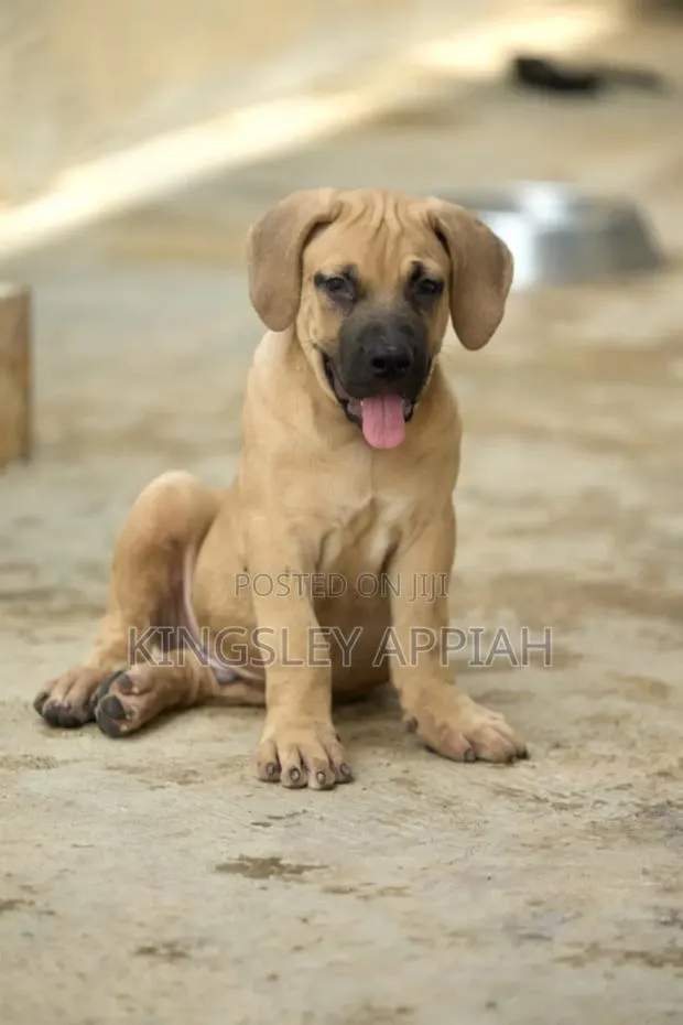 1-3 months Female Purebred Boerboel · Photo 1