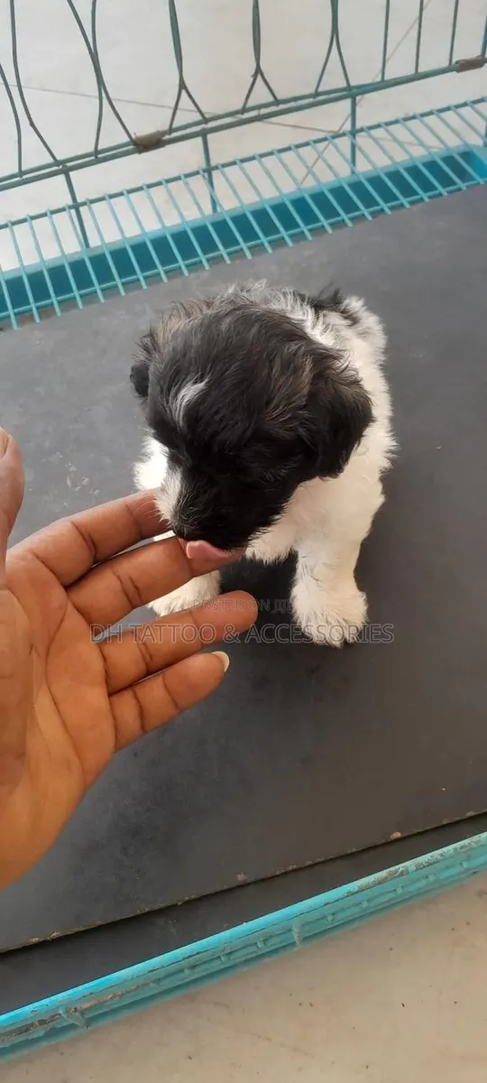 1-3 months Female Purebred Poodle · Photo 1