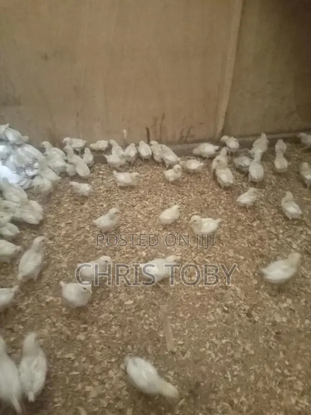 White Layers - Day Old and Brooded · Photo 1