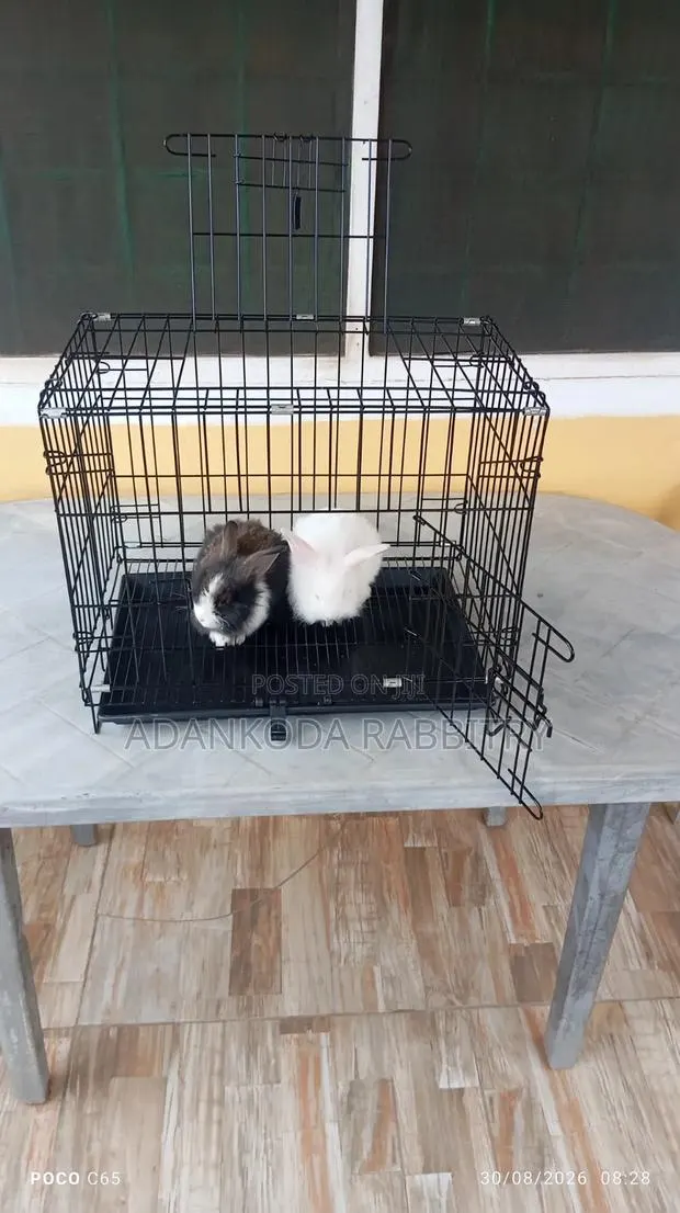 Rabbit in Cages for Sale · Photo 1