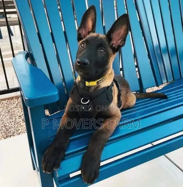 1-3 months Female Purebred Belgian Malinois · Photo 1