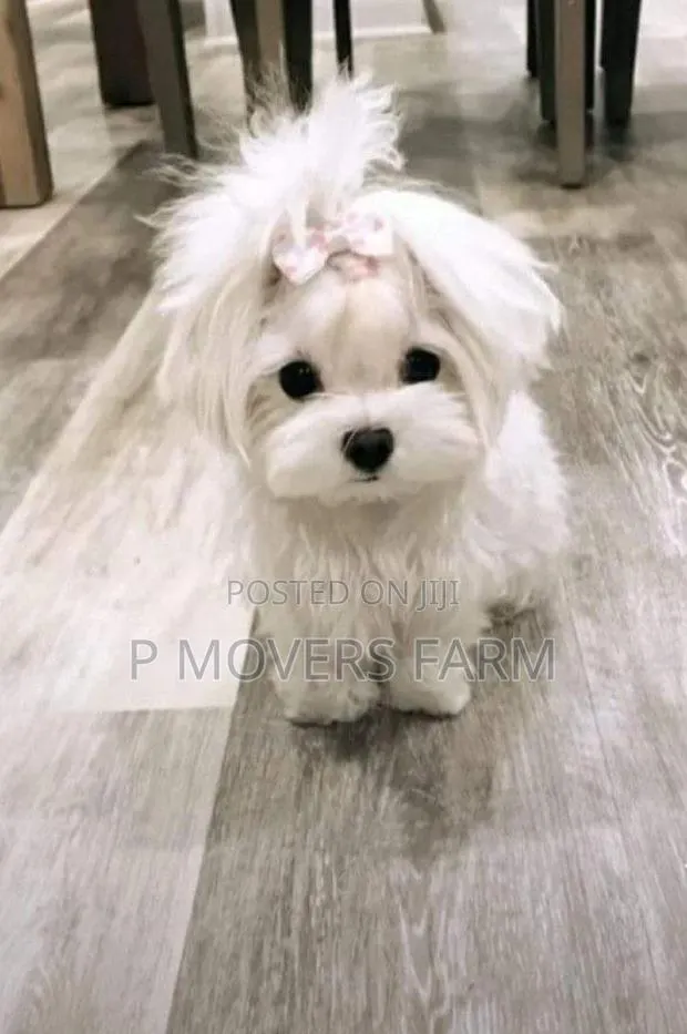 1-3 months Male Purebred Maltese · Photo 1