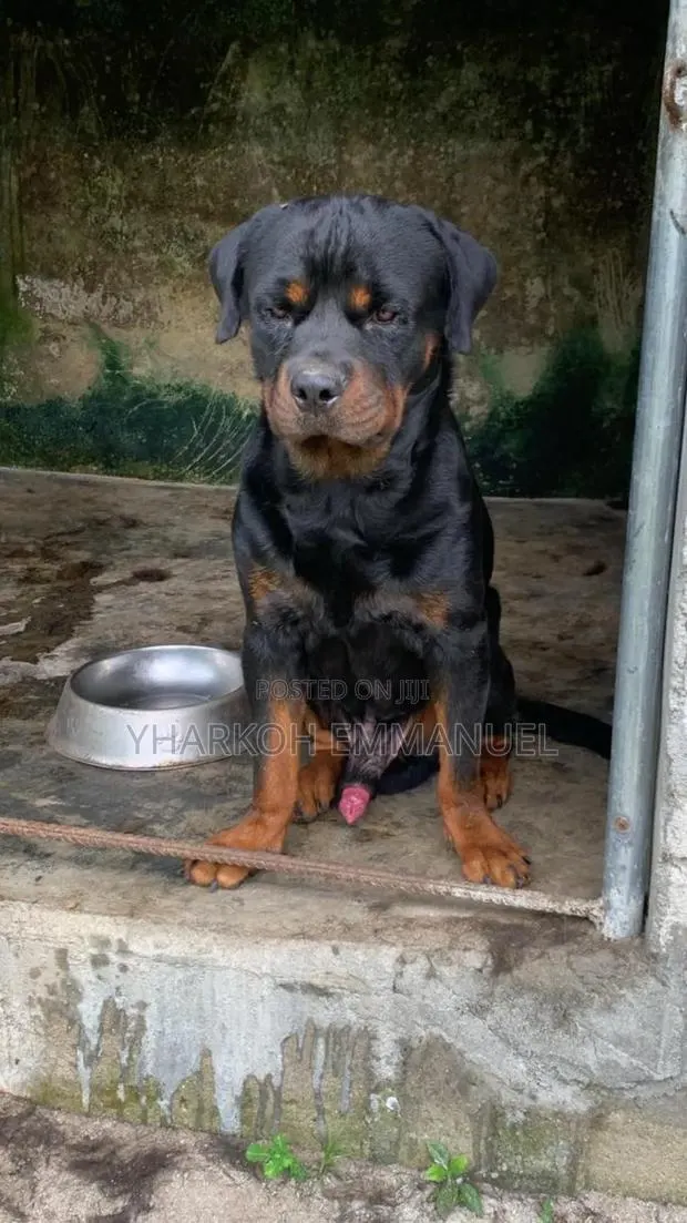 6-12 months Male Purebred Rottweiler · Photo 1