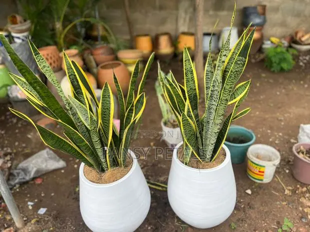 Flower Pot and Plant for Sale · Photo 1