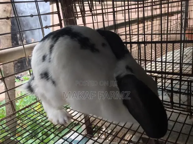 Rabbit for Sale · Photo 1