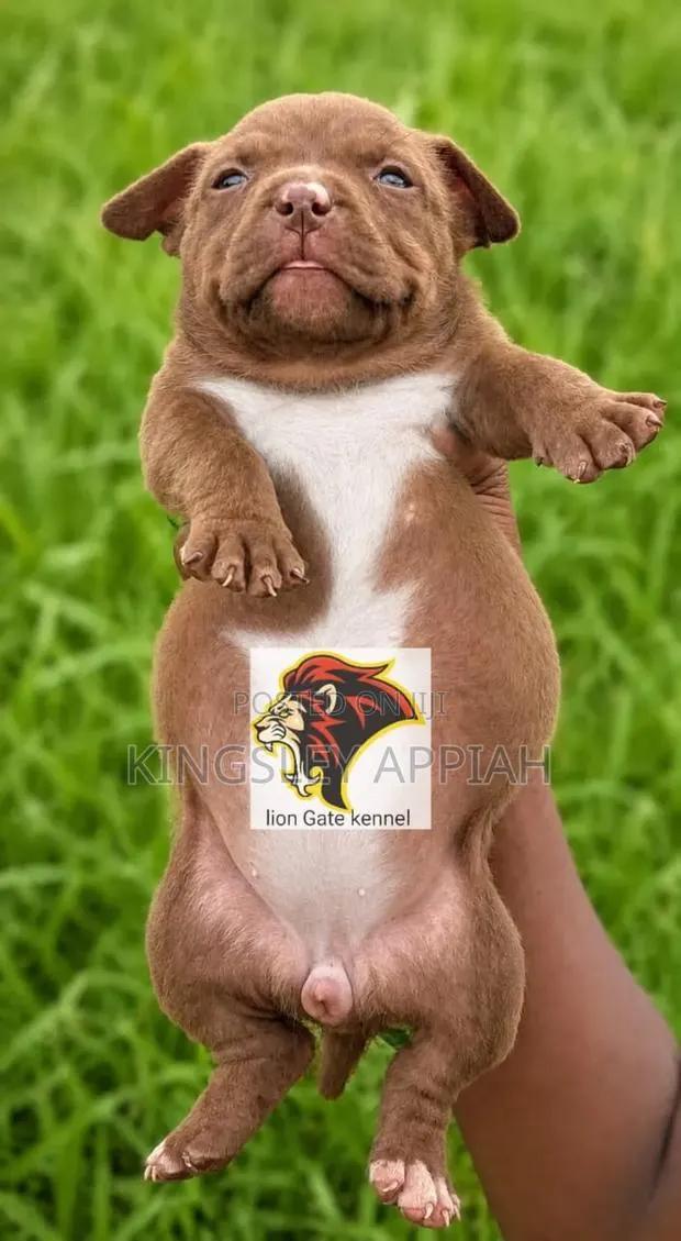 1-3 months Male Purebred American Bully · Photo 1