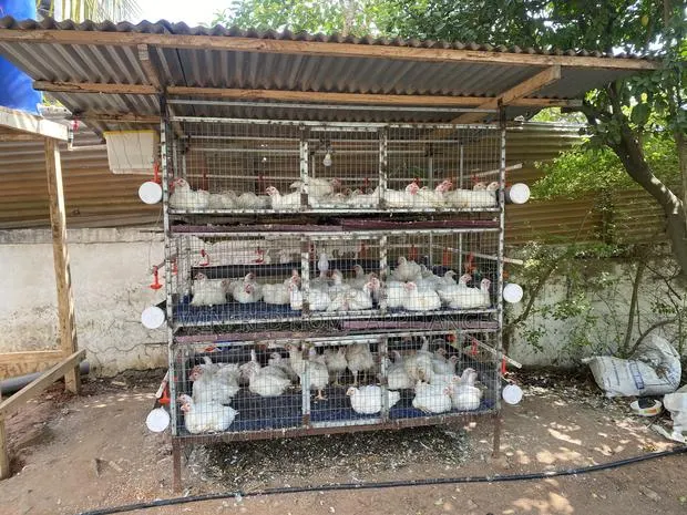 Poultry and Rabbit Cage · Photo 1
