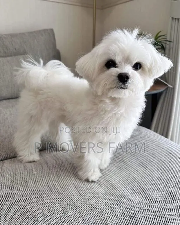 1-3 months Male Purebred Poodle · Photo 1
