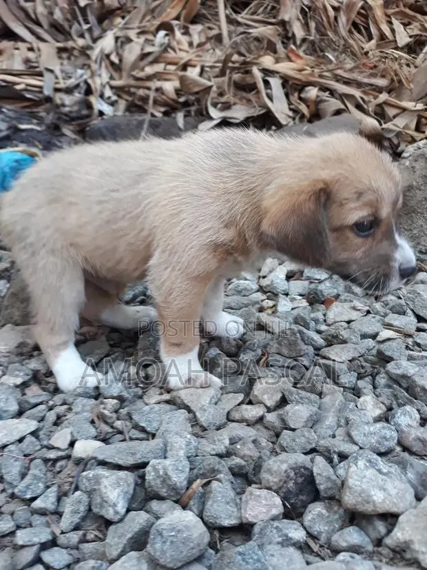 0-1 month Female Purebred Akita · Photo 1