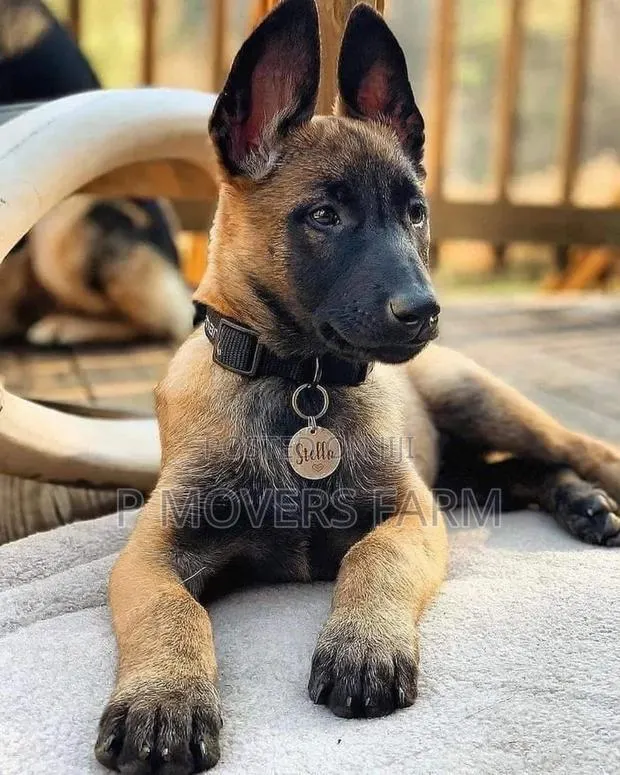 1-3 months Female Purebred Belgian Malinois · Photo 1