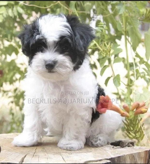 1-3 months Male Purebred Maltese · Photo 1