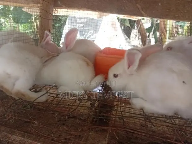 Bunnies (Rabbits) · Photo 1
