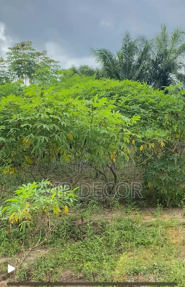Cassava in HO · Photo 1