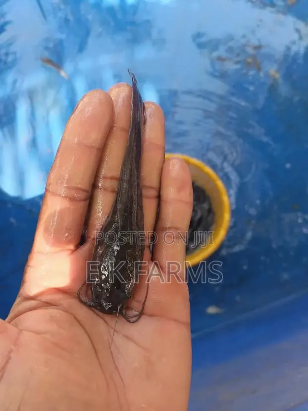 Fast Growing Catfish Jumbo Size · Photo 3