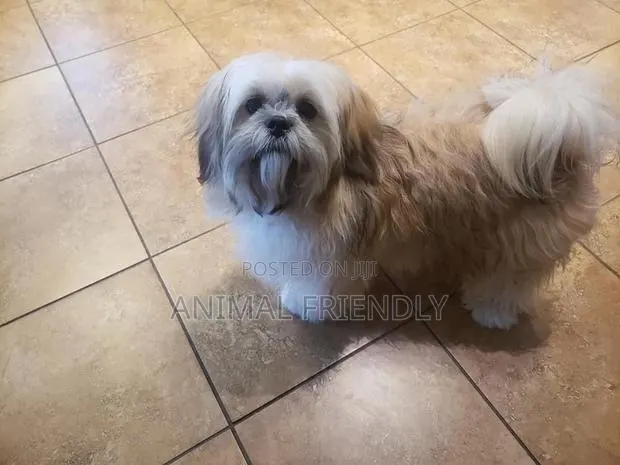 1-3 months Female Purebred Havanese · Photo 1