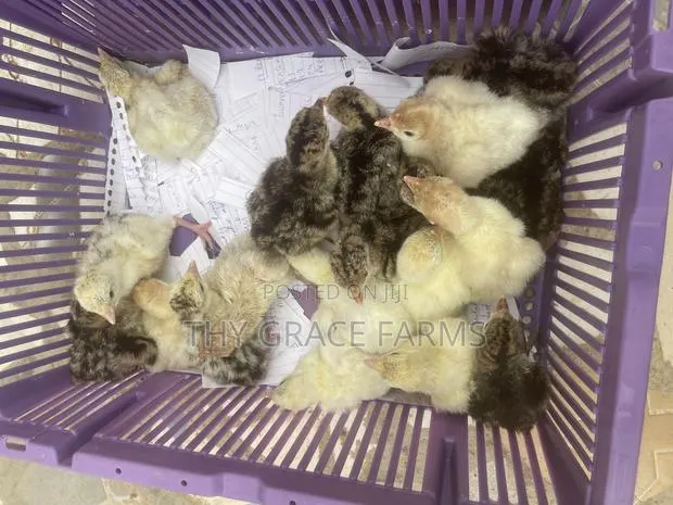 Day Old Hybrid Turkeys Available for Sale · Photo 1