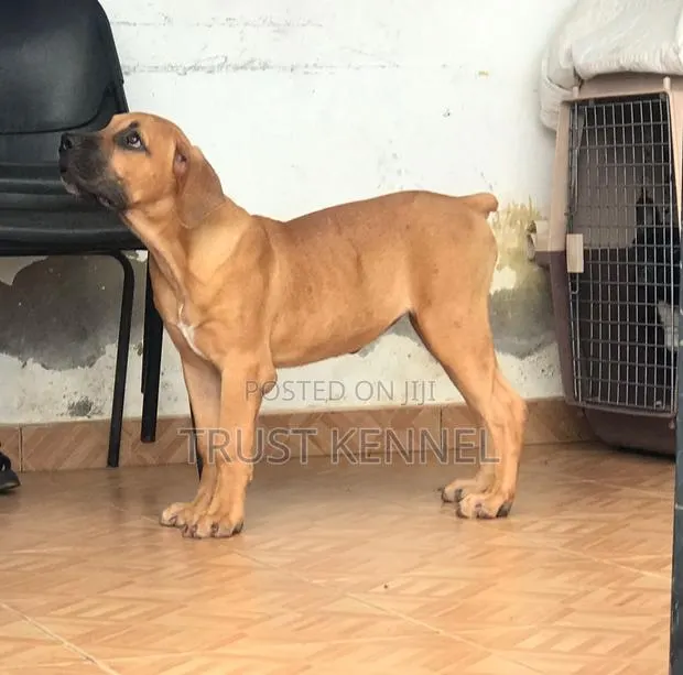 3-6 months Female Purebred Boerboel · Photo 1