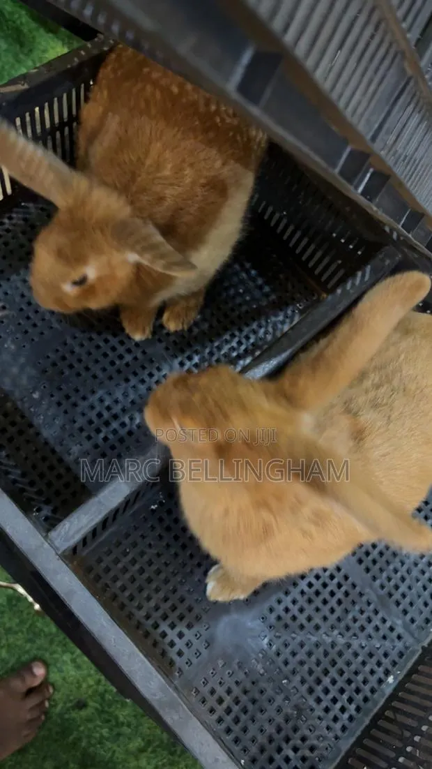 Newzealand Red Rabbit · Photo 1