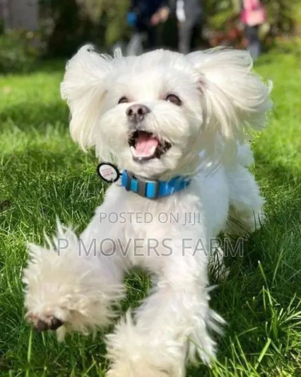 1-3 months Male Purebred Maltese · Photo 1