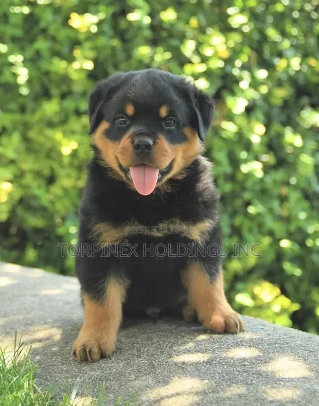 1-3 months Male Purebred Rottweiler · Photo 1