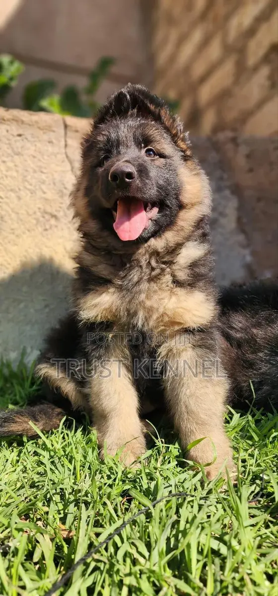 1-3 months Male Purebred German Shepherd · Photo 1