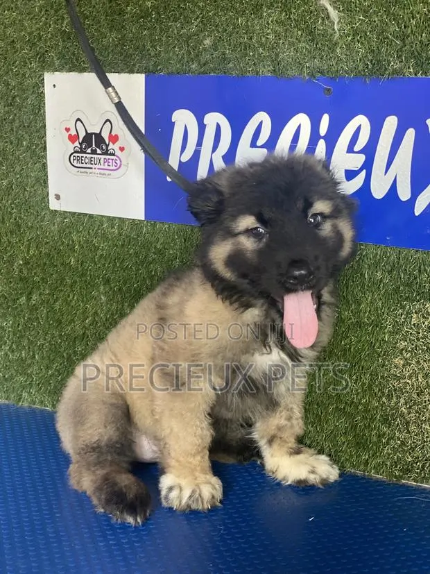 1-3 months Female Purebred Caucasian Shepherd · Photo 1