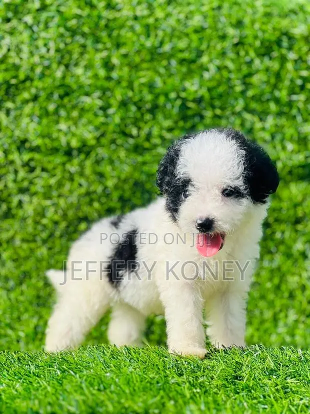 1-3 months Female Purebred Poodle · Photo 1