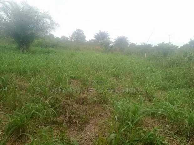 20 Acres of Farmland at Gomoa Odumase for Lease · Photo 1