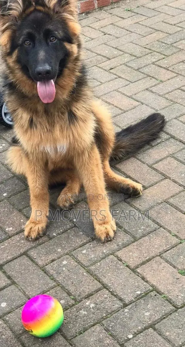 1-3 months Male Purebred German Shepherd · Photo 1