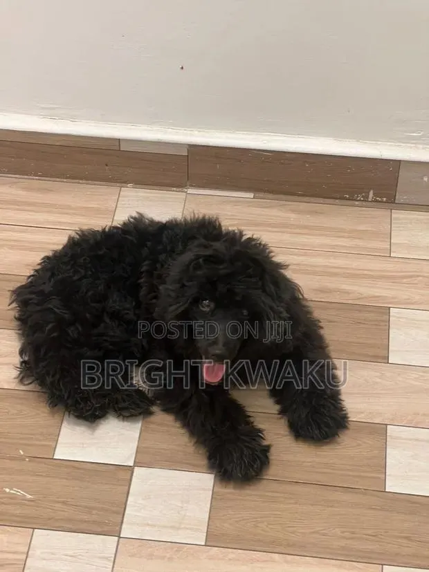 6-12 months Male Purebred Poodle · Photo 1