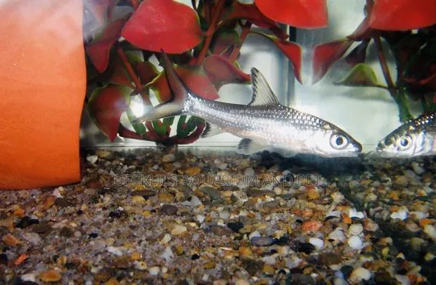 Aquarium Silver Shark · Photo 4