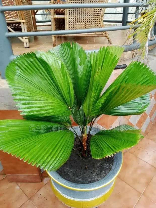 Licuala Palm · Photo 1