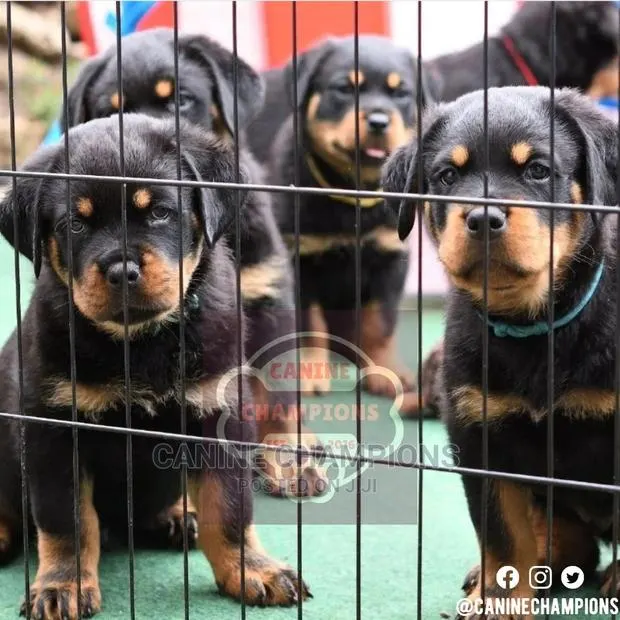 1-3 months Female Purebred Rottweiler · Photo 1