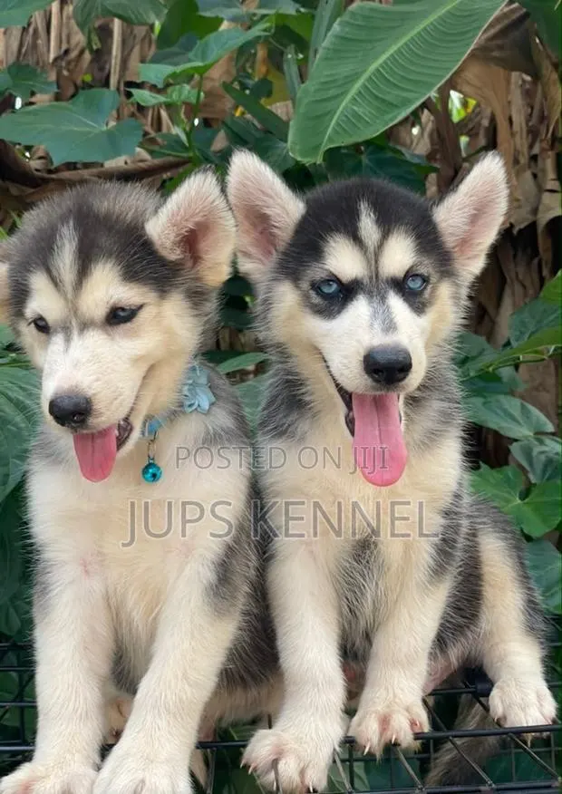 1-3 months Male Purebred Siberian Husky · Photo 1