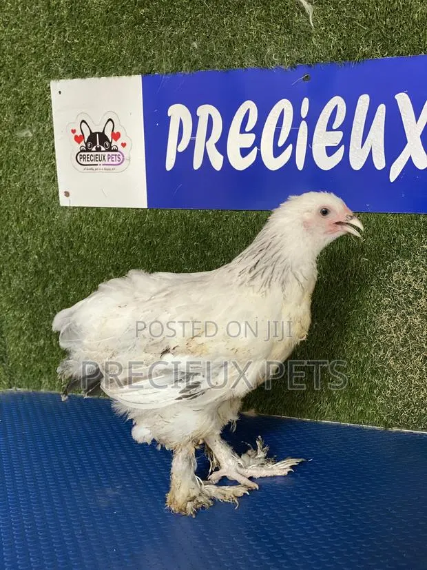 8 Weeks Plus Brahmas Chicken · Photo 1
