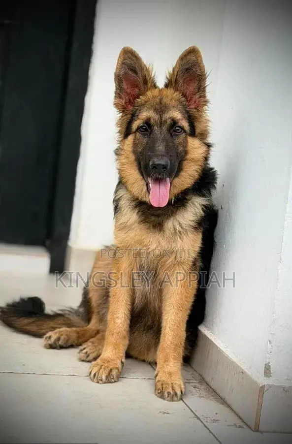 3-6 months Male Purebred German Shepherd · Photo 1