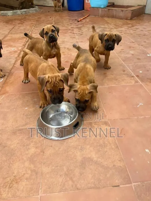 1-3 months Female Purebred Boerboel · Photo 1