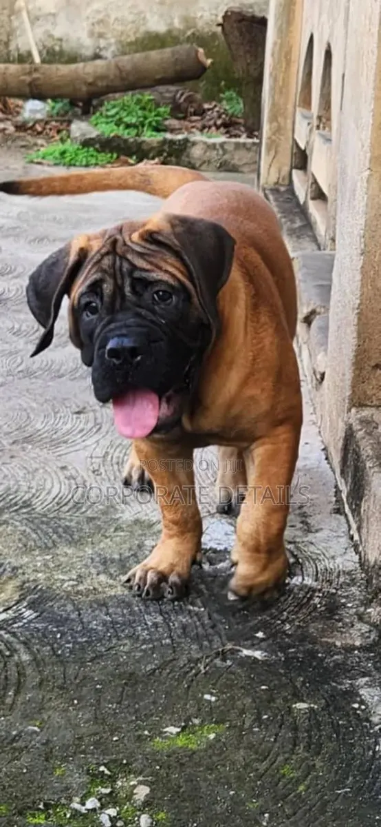 1-3 months Female Purebred Boerboel · Photo 1