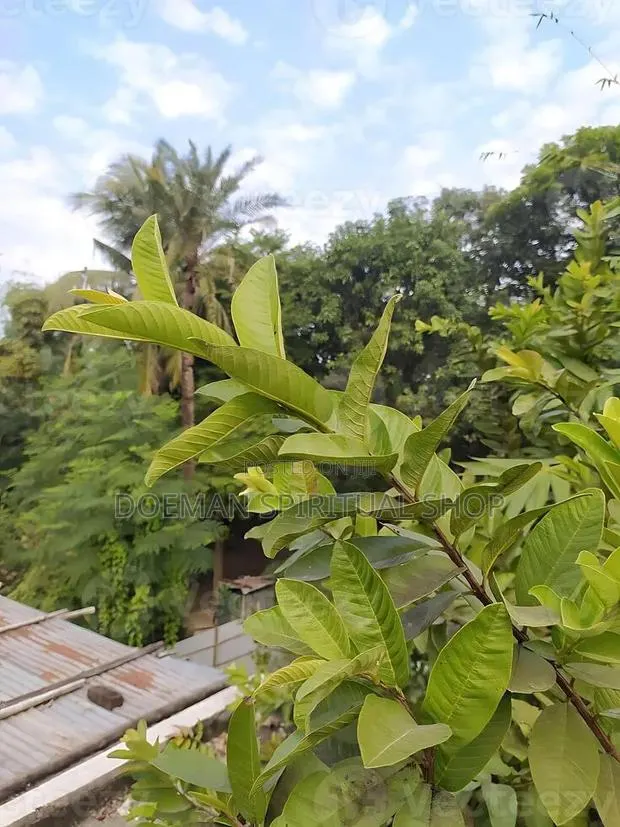 Guava Leaves · Photo 1