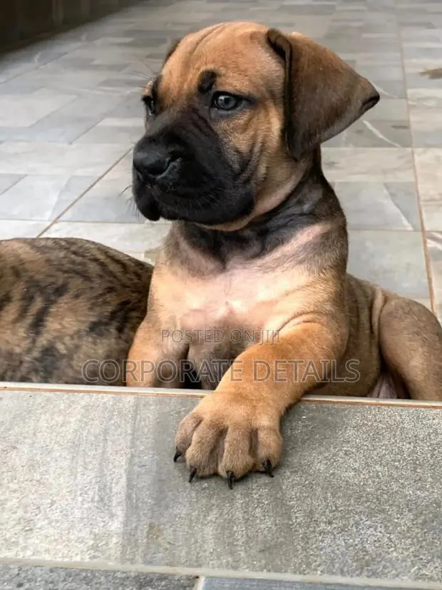 1-3 months Female Purebred Boerboel · Photo 1