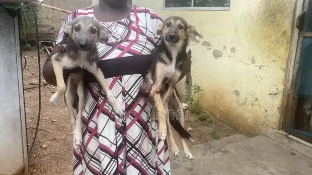 3-6 months Female Mixed Breed German Shepherd · Photo 1