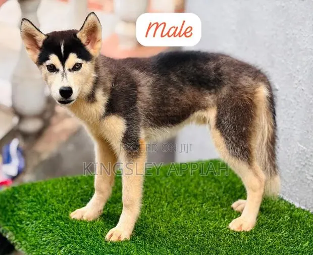 1-3 months Male Purebred Siberian Husky · Photo 1