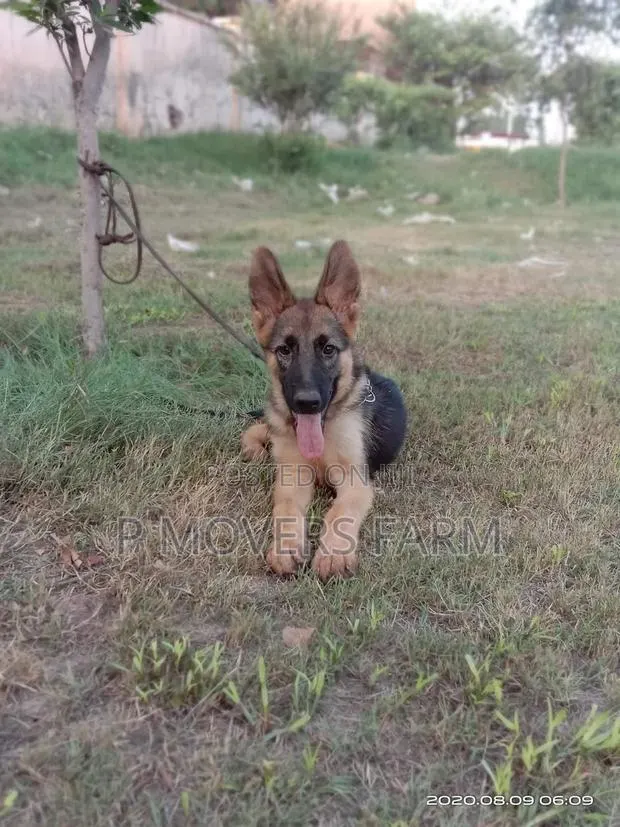 1-3 months Male Purebred German Shepherd · Photo 1