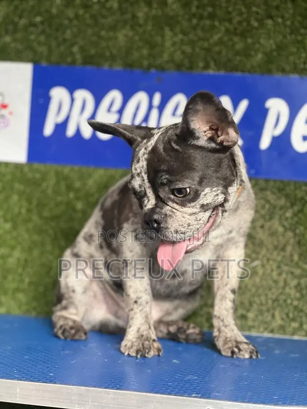 3-6 months Male Purebred French Bulldog · Photo 1
