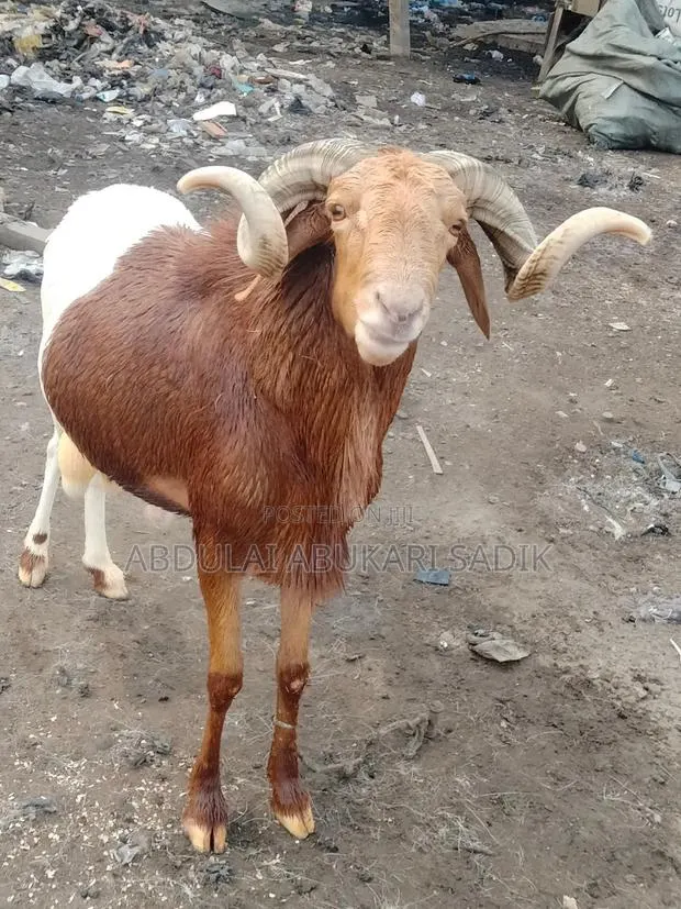 Sheep Is for Sale · Photo 1