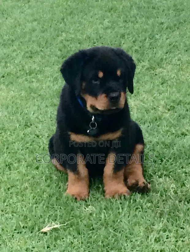 1-3 months Male Purebred Rottweiler · Photo 1