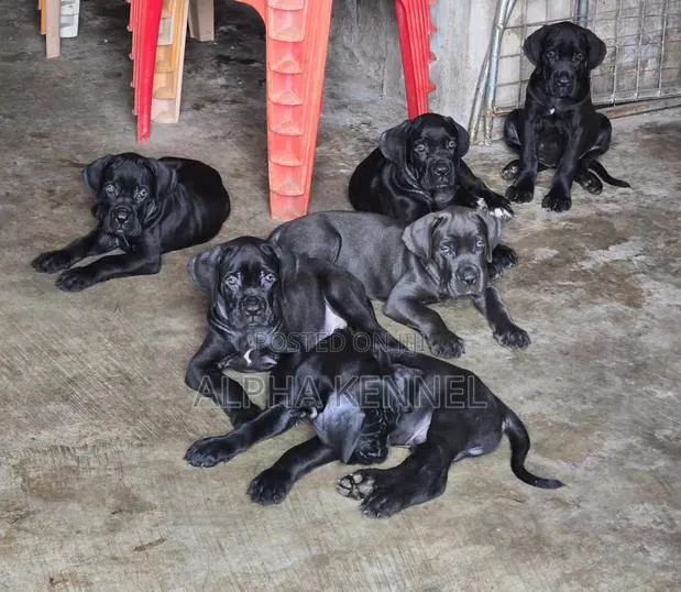 1-3 months Male Purebred Cane Corso · Photo 1