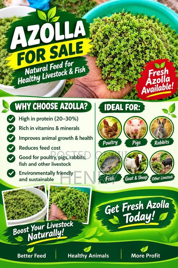 Gold Plant or Azolla · Photo 1