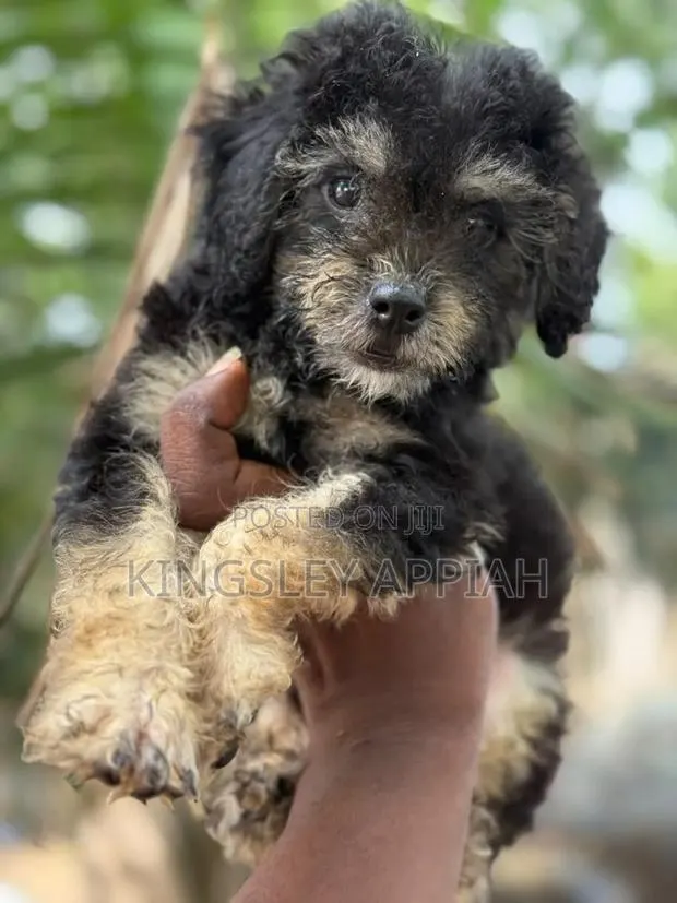 1-3 months Male Purebred Poodle · Photo 1